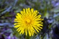 Closeup of yellow spring dandelion standing tall above purple an Royalty Free Stock Photo