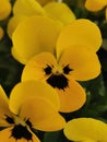 Closeup on Yellow springflowers Royalty Free Stock Photo