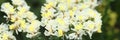 Closeup of yellow statice flowers growing in garden