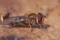 Closeup on a yellow striped, haire-eyed Syrphus torvus hoverfly