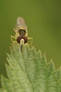 Closeup on the yellow striped Long Hoverfly, Sphaerophoria scripta sitting on a green leaf