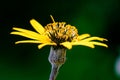 Closeup of a yellow summer ragwort flower