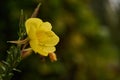 Closeup of a yellow suncup in the evening. Closeup of an evening primrose during sunset Royalty Free Stock Photo