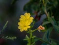 Closeup of yellow sundrop flower in a garden