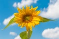 Yellow sunflower against a blue sky with some clouds Royalty Free Stock Photo
