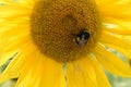 Closeup of a yellow sunflower with a bumblebee on a sunny summer day Royalty Free Stock Photo