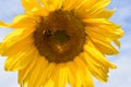 Closeup of a yellow sunflower with a bumblebee on a sunny summer day Royalty Free Stock Photo