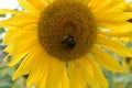 Closeup of a yellow sunflower with a bumblebee on a sunny summer day Royalty Free Stock Photo