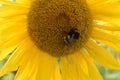 Closeup of a yellow sunflower with a bumblebee on a sunny summer day Royalty Free Stock Photo
