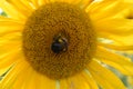 Closeup of a yellow sunflower with a bumblebee on a sunny summer day Royalty Free Stock Photo