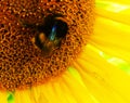 Closeup of a yellow sunflower with a bumblebee on a sunny summer day Royalty Free Stock Photo