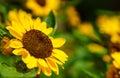 Closeup of yellow sunflower flower and honey bee under sunlight with copy space using as background natural plants landscape, Royalty Free Stock Photo