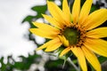 Yellow sunflower in full bloom in front of blue sky Royalty Free Stock Photo