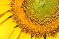 Closeup yellow sunflower pollen