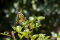 Closeup of a Yellow Swallowtail Butterfly daintily sipping from a magenta Zinnia flower, surrounded by lavender colored morning Royalty Free Stock Photo