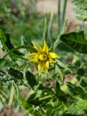 Closeup of yellow tomato flower. Details of tomato flower. Royalty Free Stock Photo