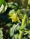 Closeup of yellow tomato flower. Details of tomato flower. Royalty Free Stock Photo