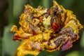 Closeup of yellow tulip Royalty Free Stock Photo