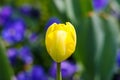 Closeup yellow tulip in blossom