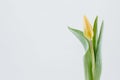 Closeup of a yellow tulip bud with green leaves isolated on a white background Royalty Free Stock Photo