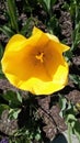 Closeup - yellow tulip in Garden State Royalty Free Stock Photo