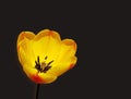 Closeup of yellow tulip. Pretty tulip flower over black background.