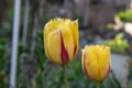 A closeup yellow tulip wallpaper Royalty Free Stock Photo