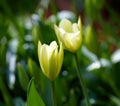 Closeup of yellow Tulips in a garden or park at sunset on a summers day with copyspace. Zoom in on seasonal flowers Royalty Free Stock Photo