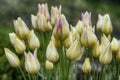 Closeup of yellow tulips with white and pink stripes on blurred background Royalty Free Stock Photo