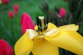 Closeup of yellow tulup flower. Pistil, stamens and petals