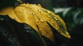 Closeup of Yellow turmeric tropical plant leaves with rain drops. Green natural backdrop. Generative AI