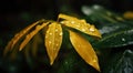 Closeup of Yellow turmeric tropical plant leaves with rain drops. Green natural backdrop. Generative AI