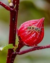 Closeup of a yellow wasp sitting on a large bright red hibiscus flower bud Royalty Free Stock Photo