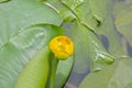 Closeup of a yellow water lily bud - Nuphar lutea