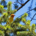 Closeup of a yellow Western tanager perched on a green tree
