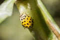 Closeup of a yellow and white ladybug on the plant leaf Royalty Free Stock Photo