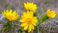 Yellow wild adonis flowers in prairie Royalty Free Stock Photo