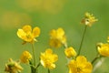 The yellow wild Buttercup flowers in green background Royalty Free Stock Photo