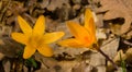 Closeup yellow wild crocus flowersin forest Royalty Free Stock Photo
