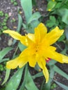 Closeup of yellow wild tulip flower high angle view