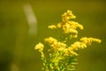 Closeup of a yellow wildflower known as goldenrod or solidago