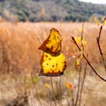 Closeup of yellow wilting leaves on a young plant at a field