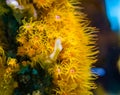 Closeup of yellow zoantharia sea anemones in macro closeup, marine life background Royalty Free Stock Photo