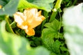 Closeup of a yellow zucchini flower. Pumpkin flower growing on the ground