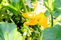 Closeup of a yellow zucchini flower. Pumpkin flower growing on the ground Royalty Free Stock Photo