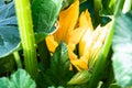 Closeup of a yellow zucchini flower. Pumpkin flower growing on the ground Royalty Free Stock Photo