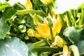 Closeup of a yellow zucchini flower. Pumpkin flower growing on the ground Royalty Free Stock Photo