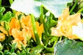 Closeup of a yellow zucchini flower. Pumpkin flower growing on the ground Royalty Free Stock Photo