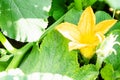 Closeup of a yellow zucchini flower. Pumpkin flower growing on the ground Royalty Free Stock Photo