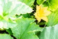 Closeup of a yellow zucchini flower. Pumpkin flower growing on the ground Royalty Free Stock Photo